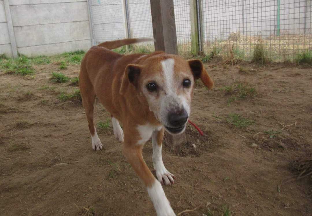 Malutki dziadzio TYMEK szuka domu !! Do adopcji !!