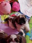 Piesek shih- tzu