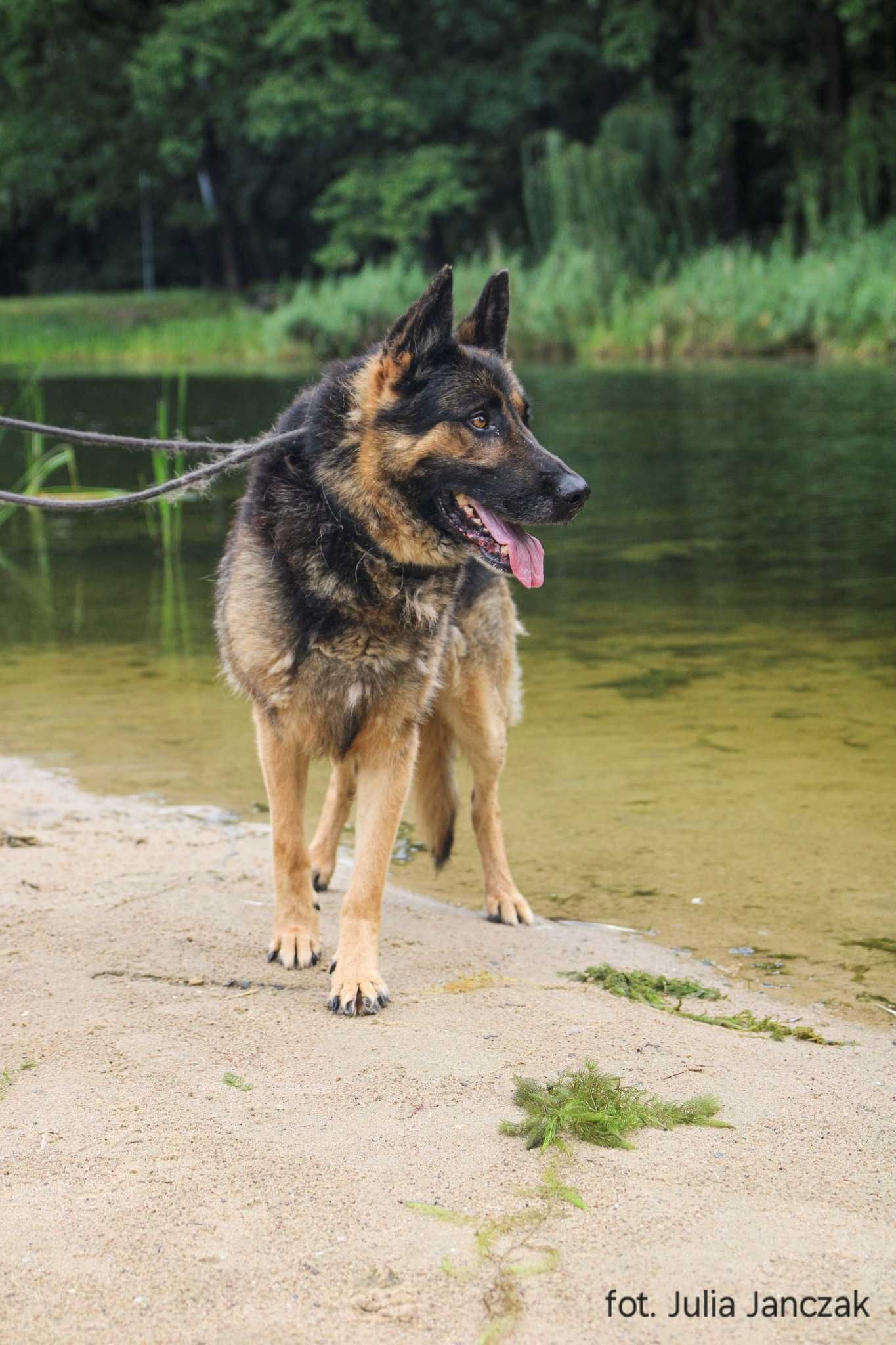 Astor 4-5 lat owczarek niemiecki gotowy do adopcji