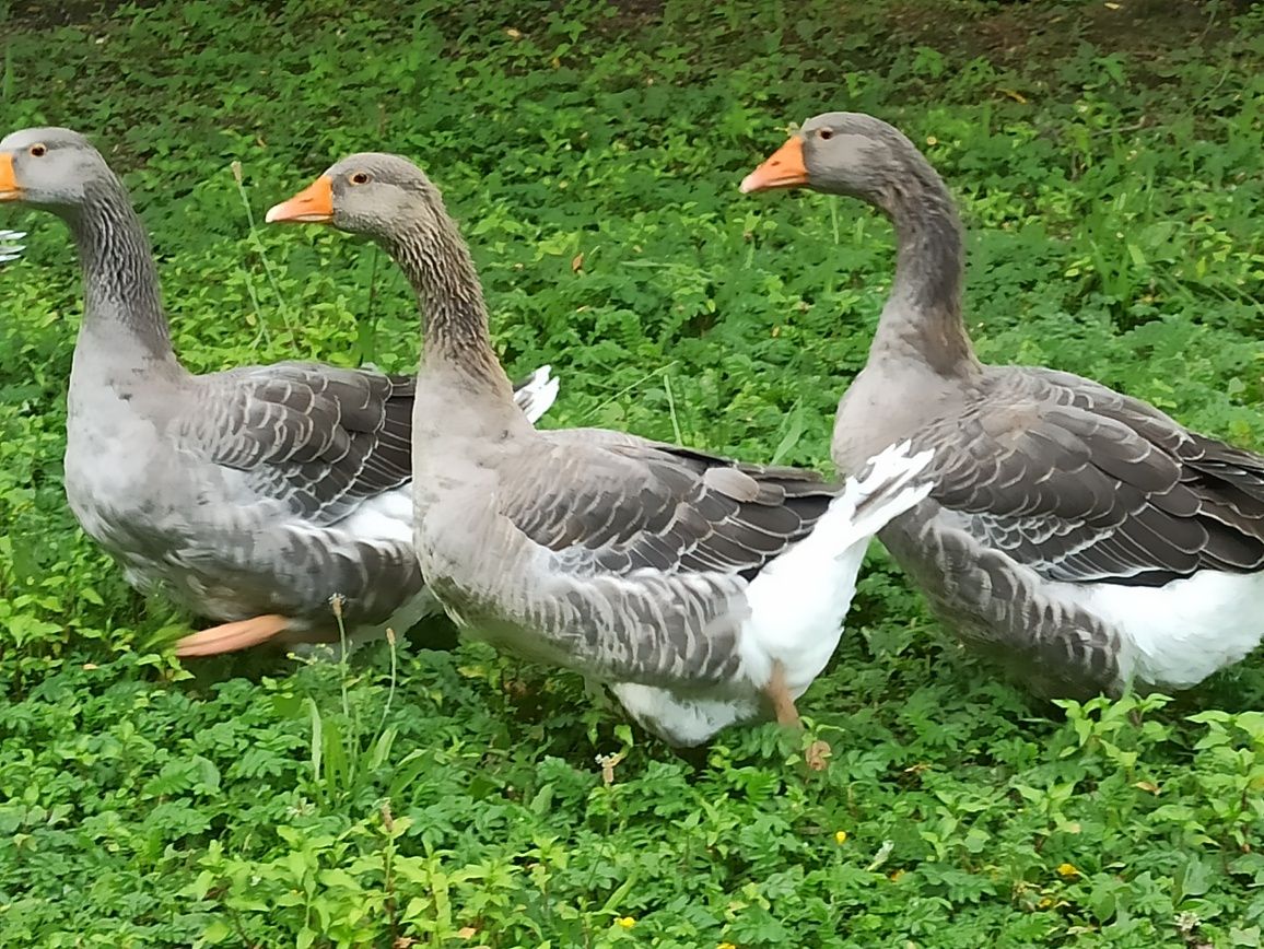 Gęś Gąsior Gąska