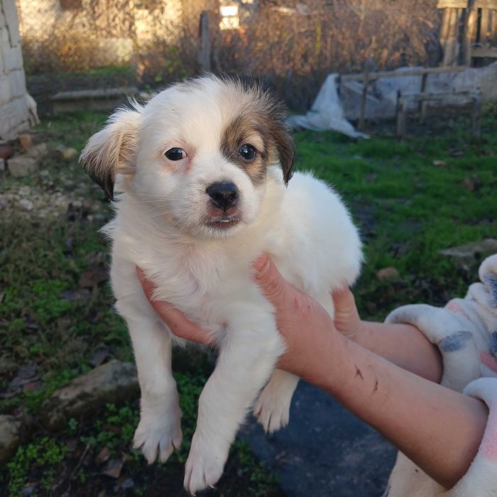 Чарівні цуценята шукають люблячий дім