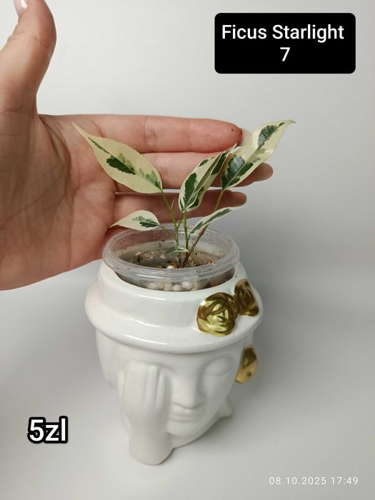 Maria Plants Ficus Starlight sadzonki