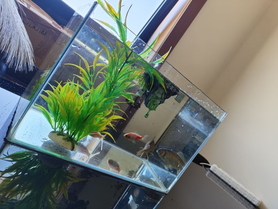 Aquario 20 litros