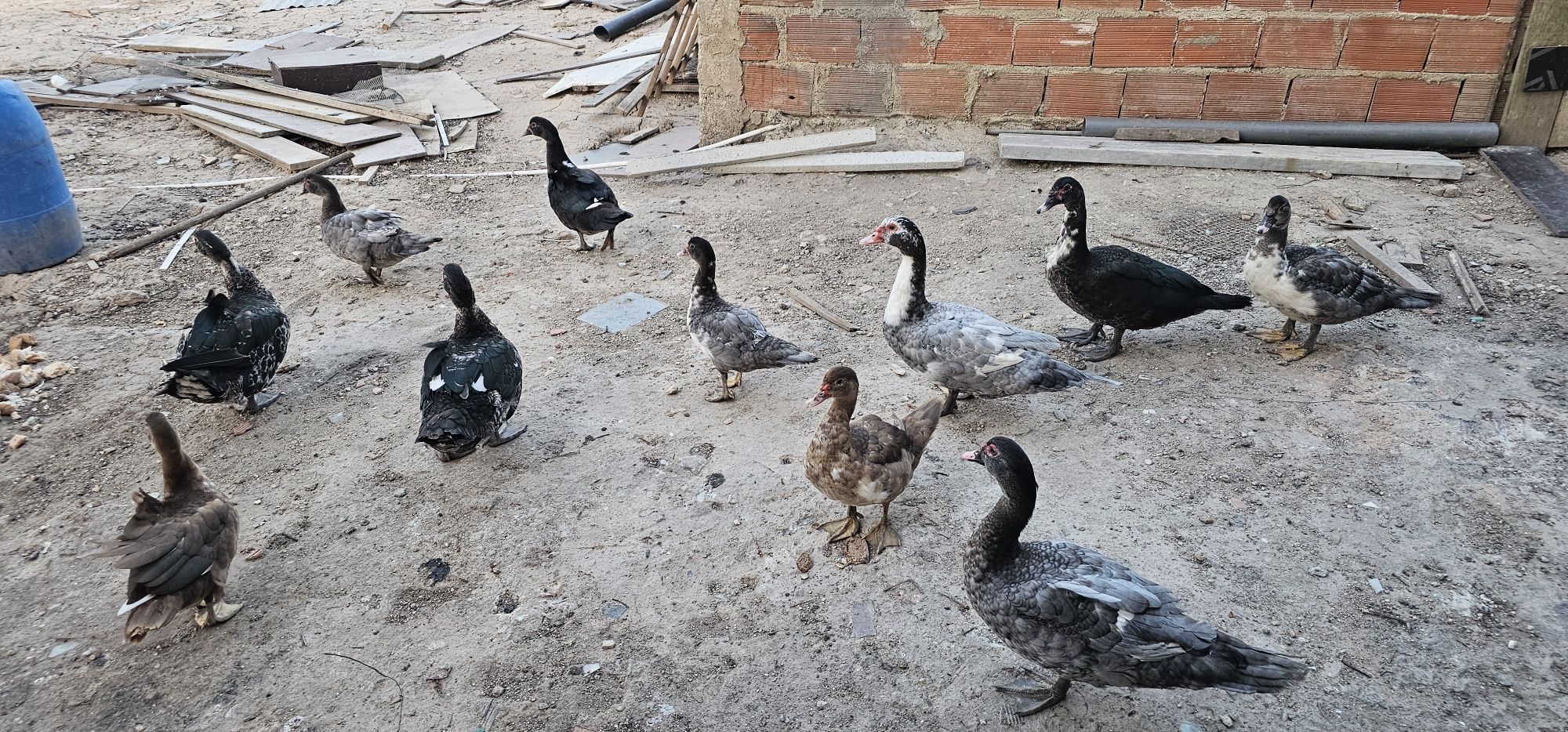 Patos Mudos Adultos