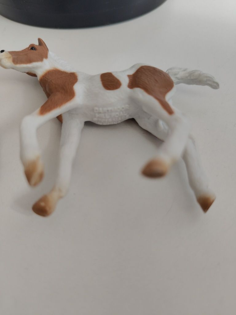 Koń collecta 2015