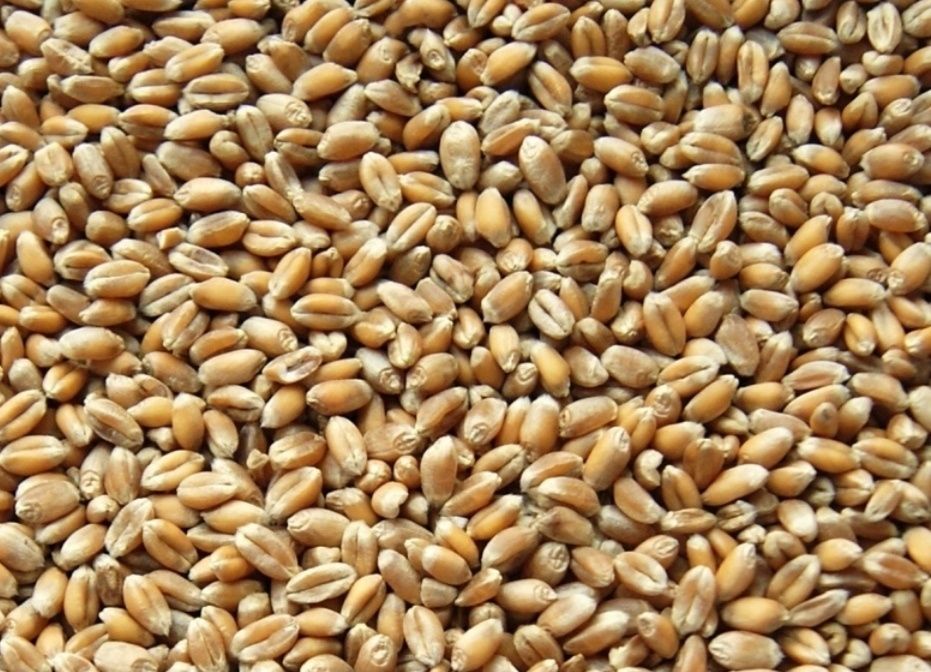 Sprzedam pszenicę bardzo ładną okazja