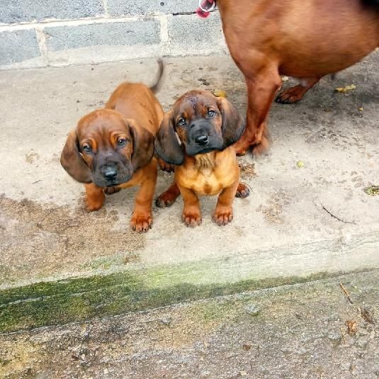 Posokowiec bawarski szczeniak