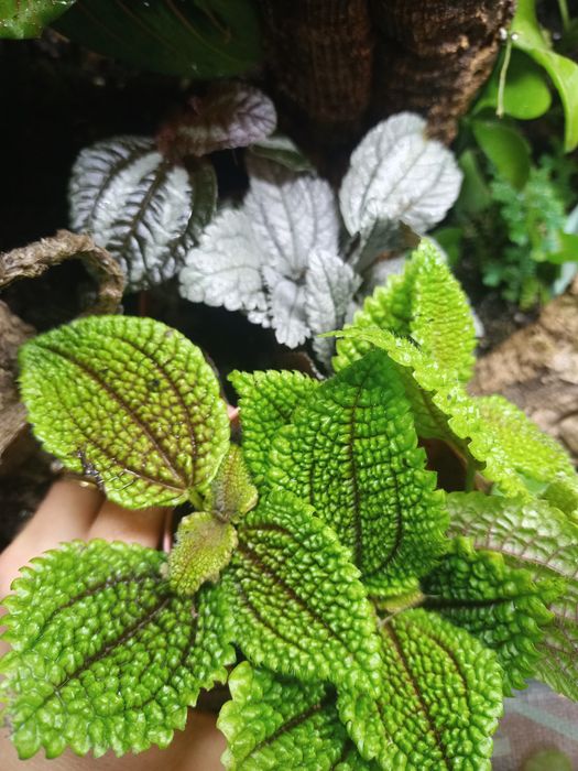 Zestaw roślin do terrarium