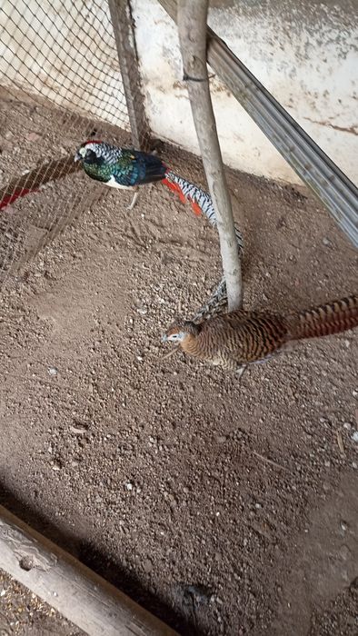 Faizoes várias qualidade