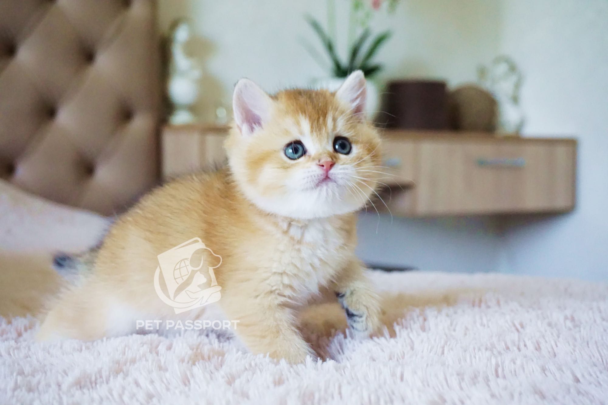 Британский короткошёрстный котенок, мальчик золотая шиншилла ny11