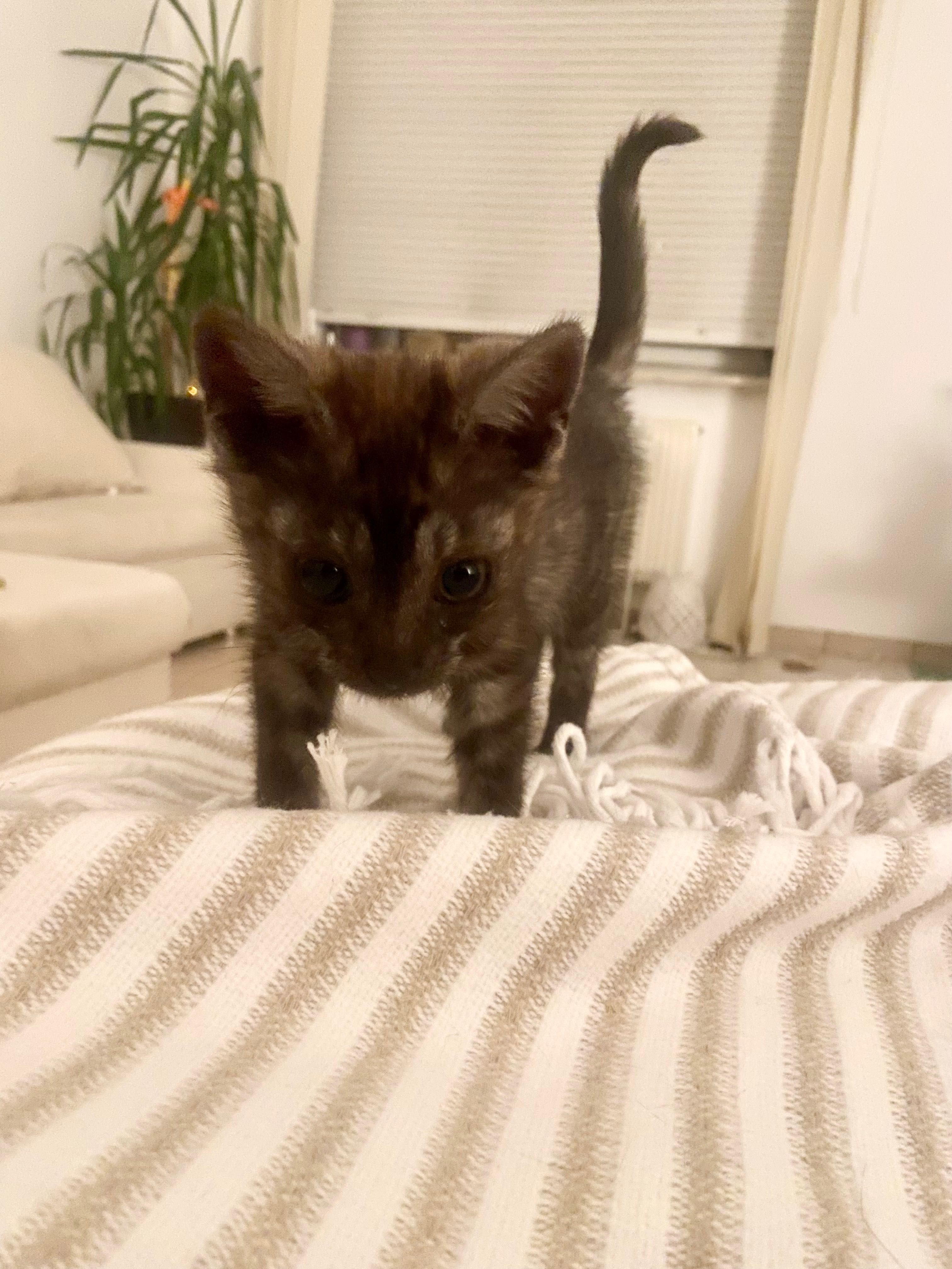 Mały, 3-mies kotek do adopcji, Mokotów