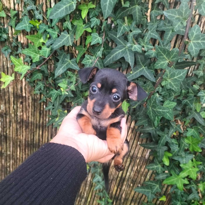 Pinscher fêmea  linda