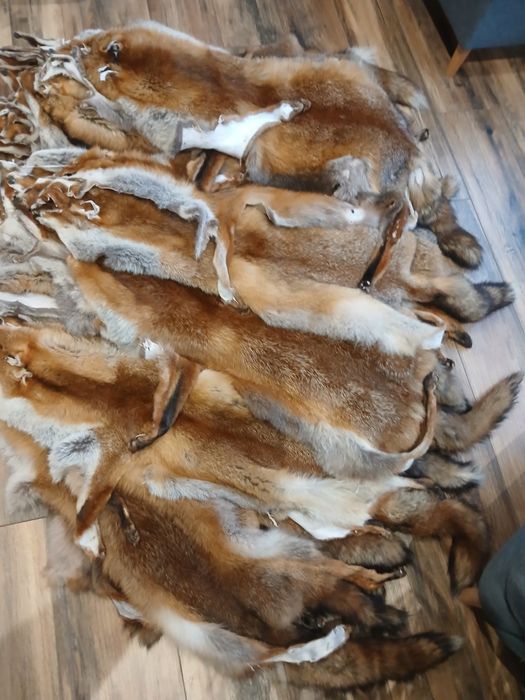 Skóry  z lisa garbowane