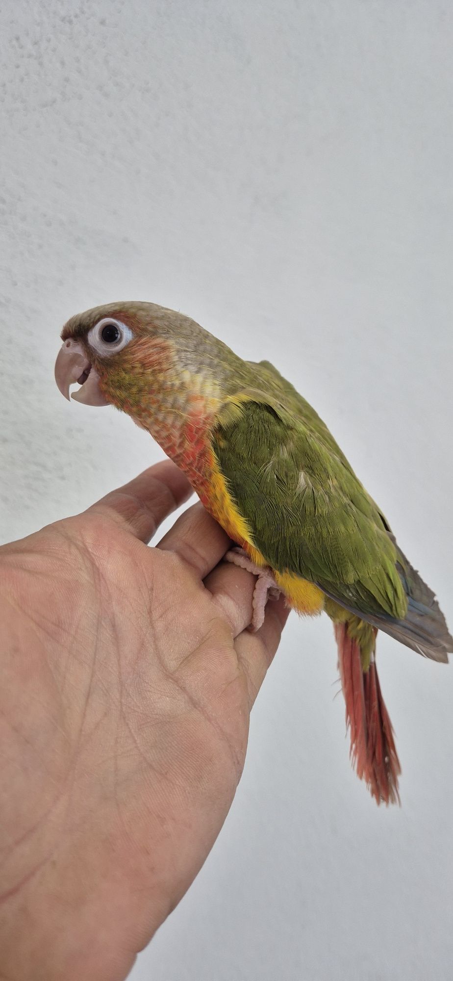 Pyrrhuras domesticadas