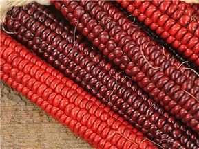 MILHO RUBY VERMELHO - Adaptado a Portugal