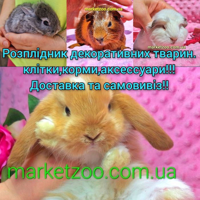 Карликовые мини мiнi кролики карликовi декоративнi  mini lop баранчики