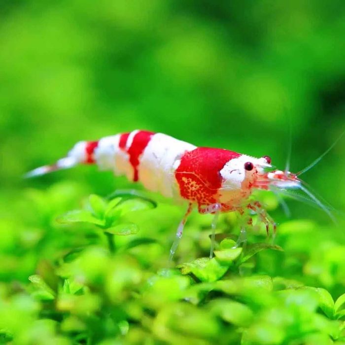 GB Krewetka Biało Czerwona - Crystal Red - dowóz ryb!