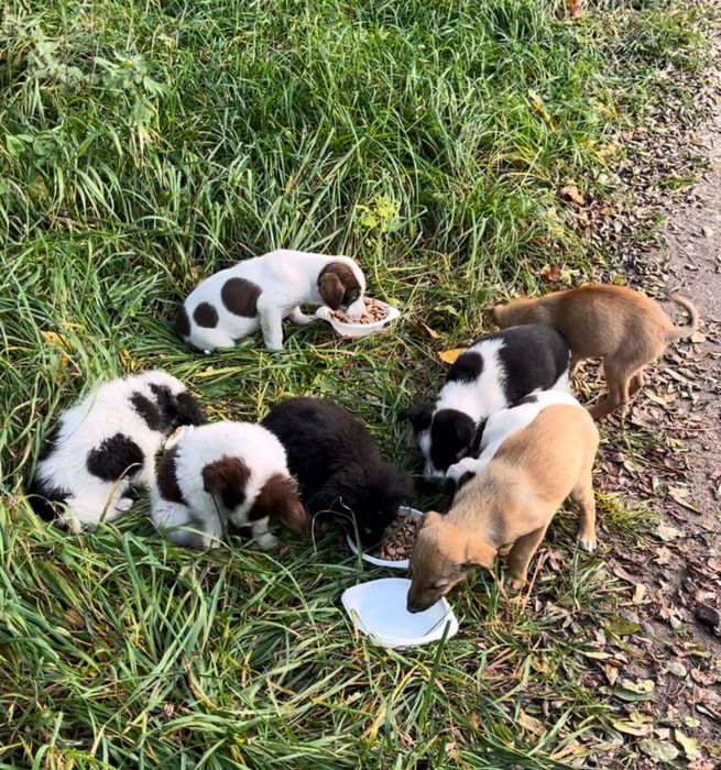 Віддам собачок в добрі руки