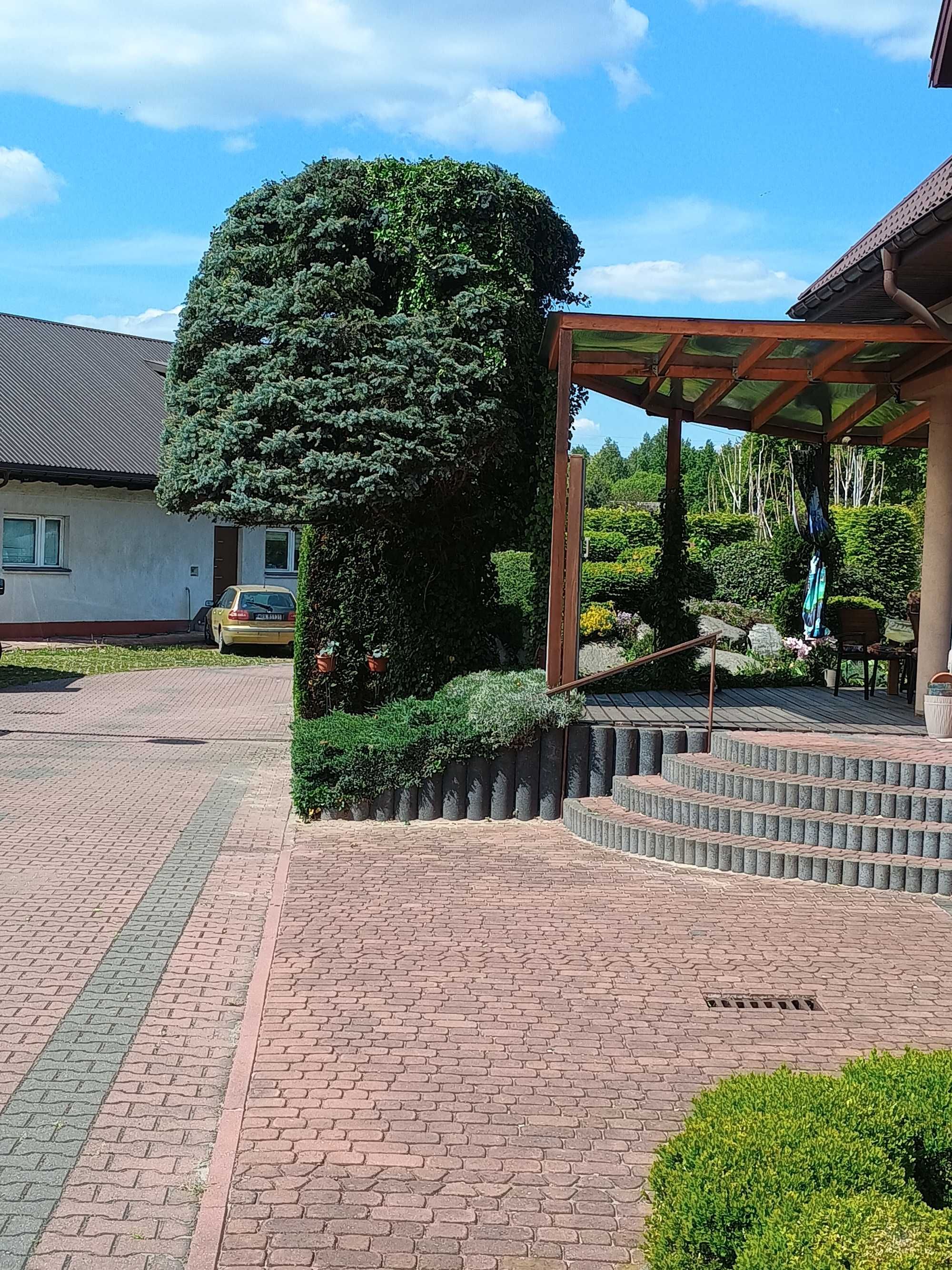 Wycinanie/Przycinanie drzew Tui/Rębak/Trawniki/Prace porządkowe