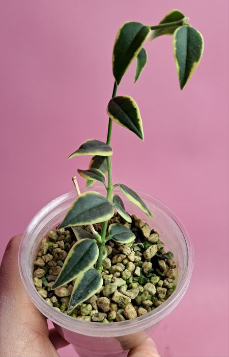 Hoya lanceolata Bella albomarginata variegata
