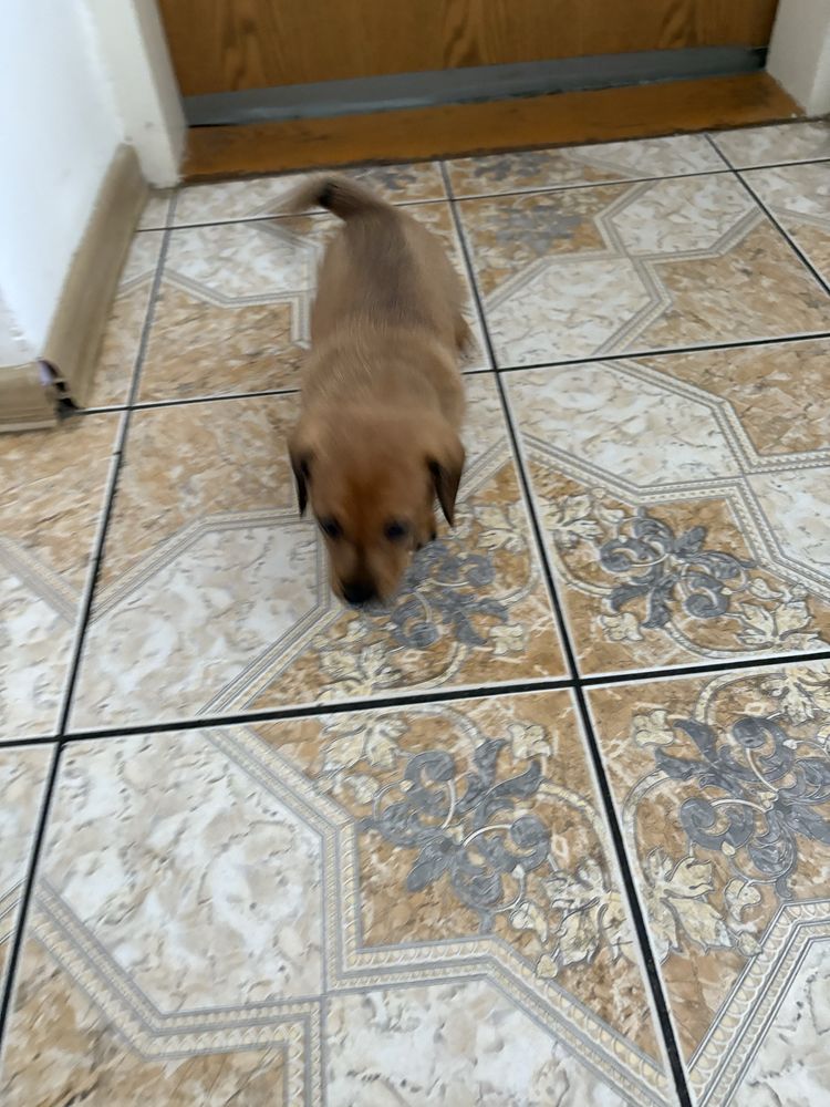 Oddam w dober ręce piesek ma 22dni mały bedzie juz sam je za darmo odd