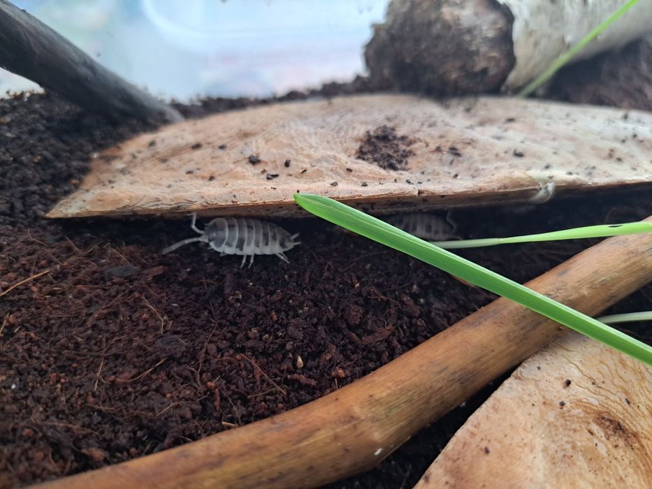 Prosionki + pudło dla ślimaków Achatina