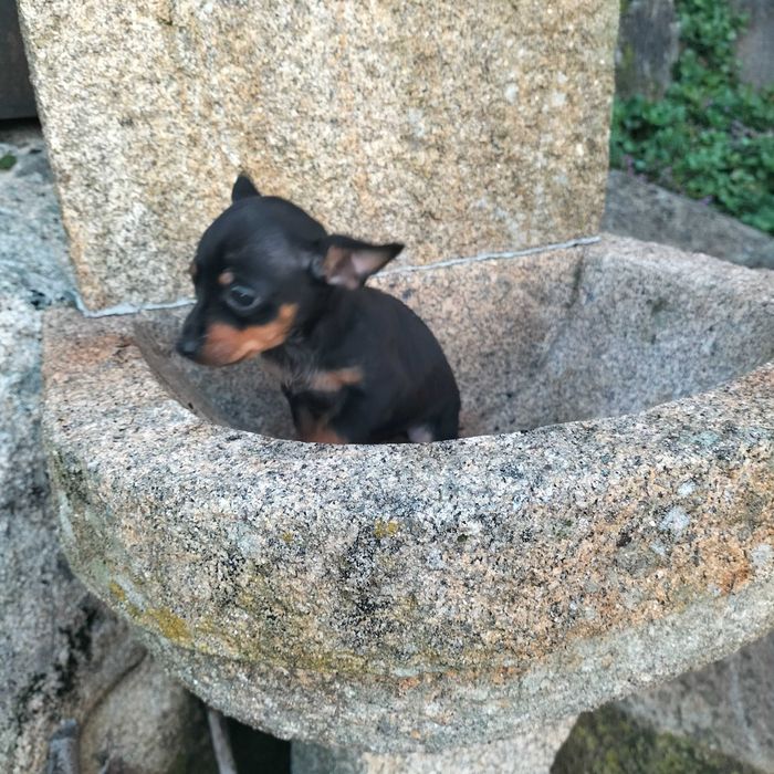 Pinscher miniatura fêmea