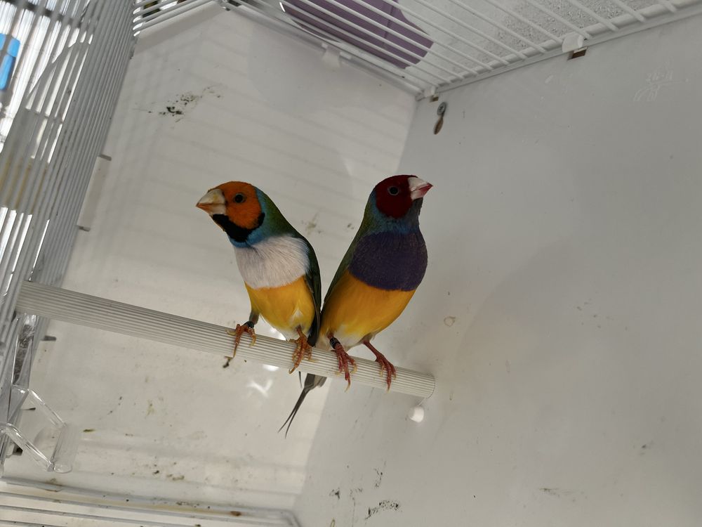 Diamantes de gould
