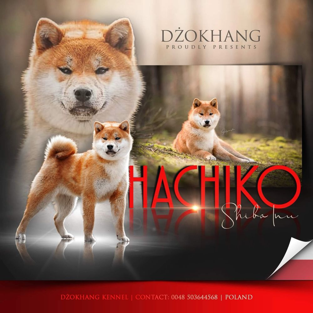 Shiba inu reproduktor