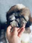 Piesek Leoś 8tyg shih tzu Zkwp