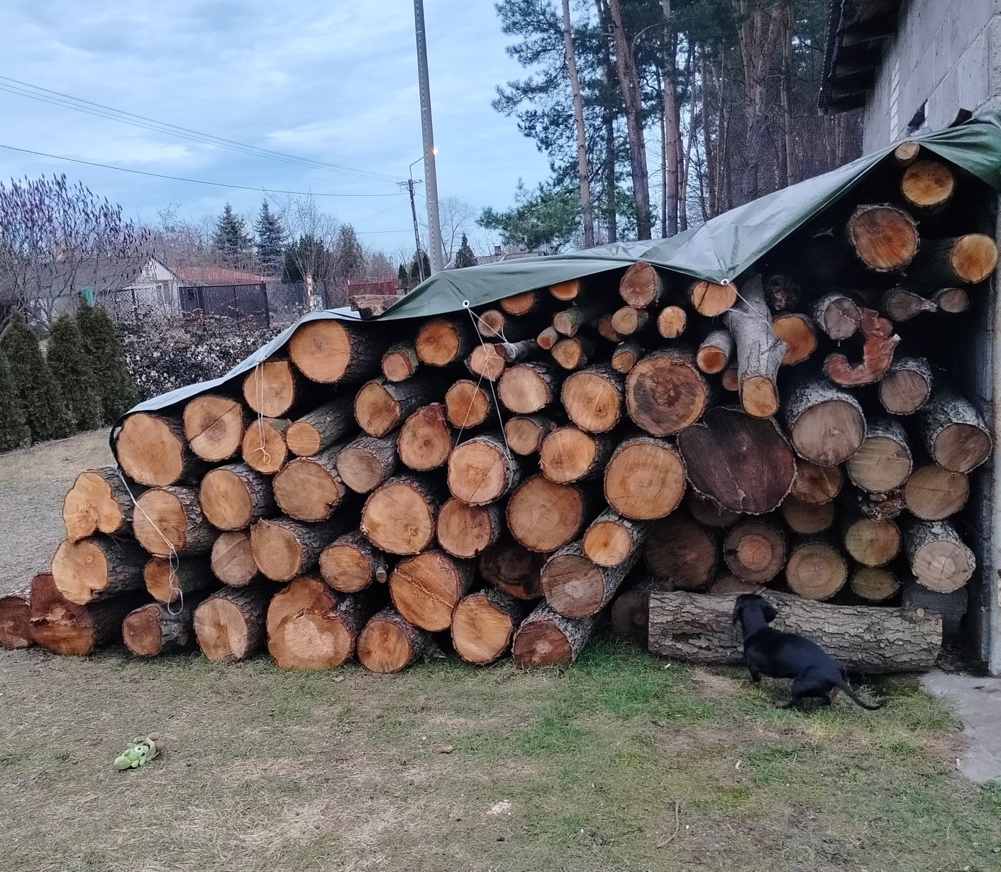 Drewno opałowe olcha