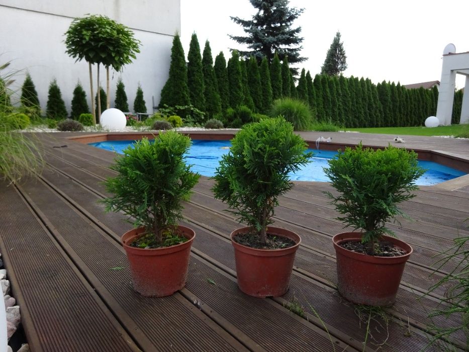 Tuja thuja danica, kula, kulka w doniczce 25-30 cm