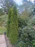 Thuja szmaragd  2,5 - 3,00 m
