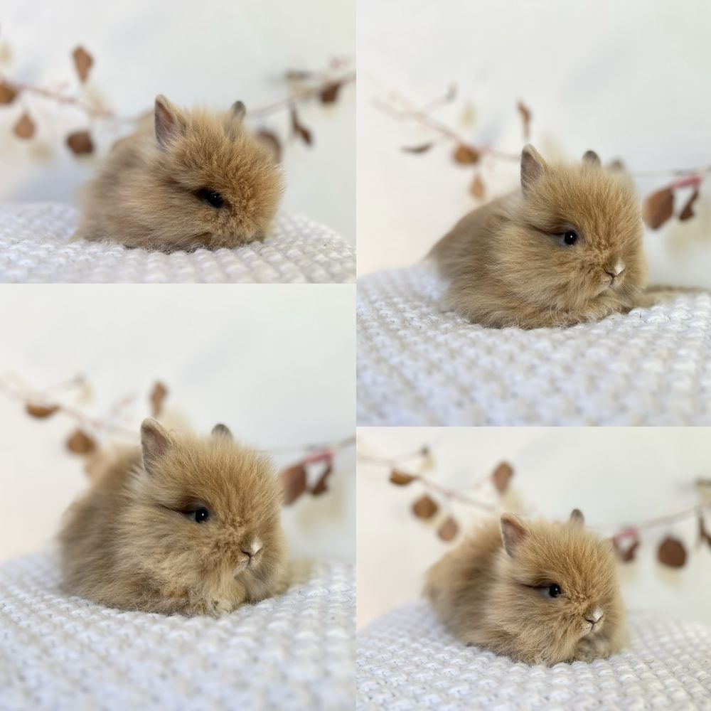 Zarejestrowana Hodowla króliczków ,,Teddy Diamonds”