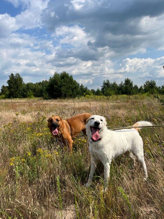 Белла шукає свою родину