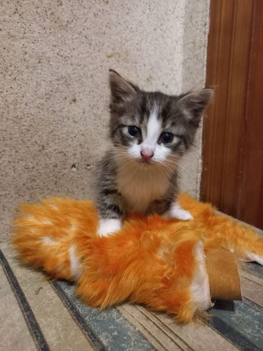 Кошеня в добрі руки