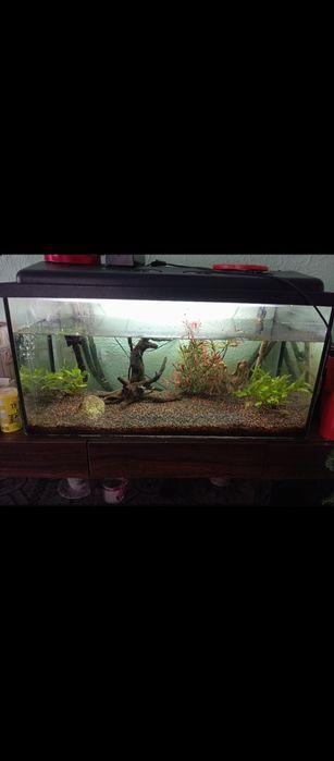 Sprzedam rybki, akwarium