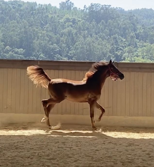 Madhi Versace - Poldro, Puro Sangue Arabe, Lazao, 16 meses 1,50 altura