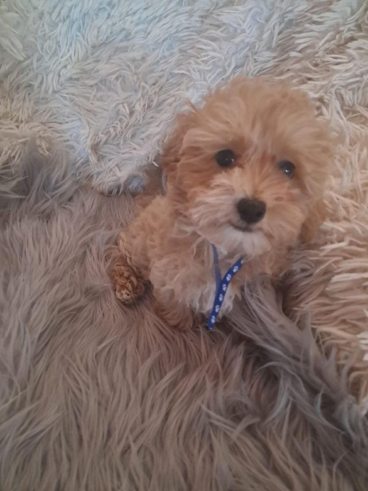 Maltipoo piesek mama maltańczyk tata pudel toy red