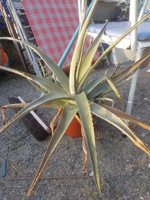 Kwiat Aloes duży żary