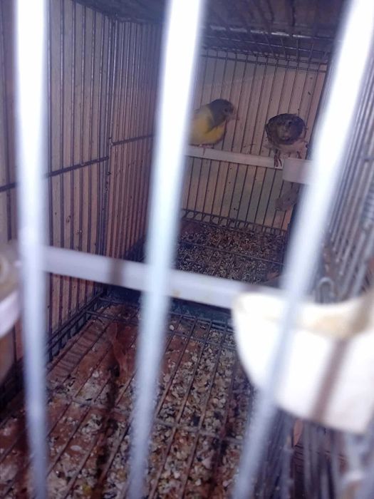 6 canarios com gaiolas ..
