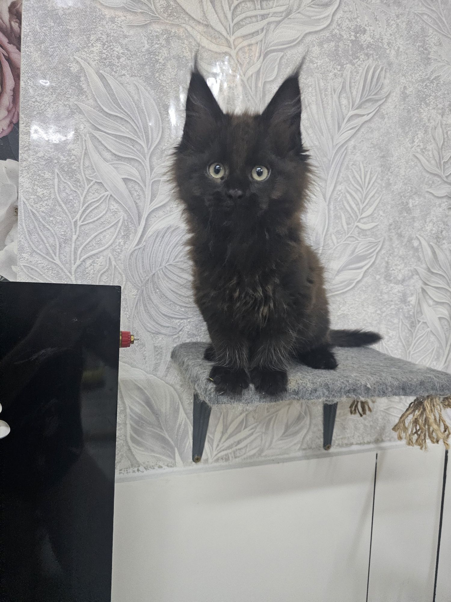 Maine Coon kocurek