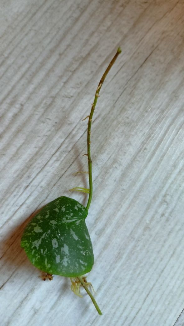 Hoya imbricata sadzonka
