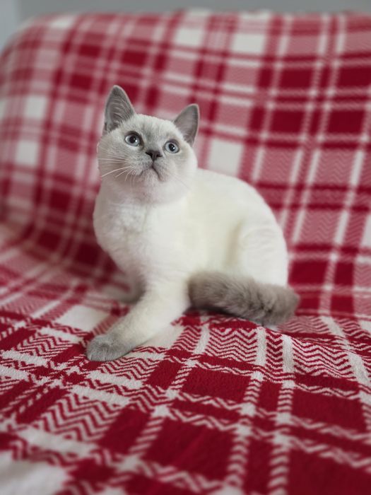 Przepiękny kotek szkocki prostouchy - Liliowy Point