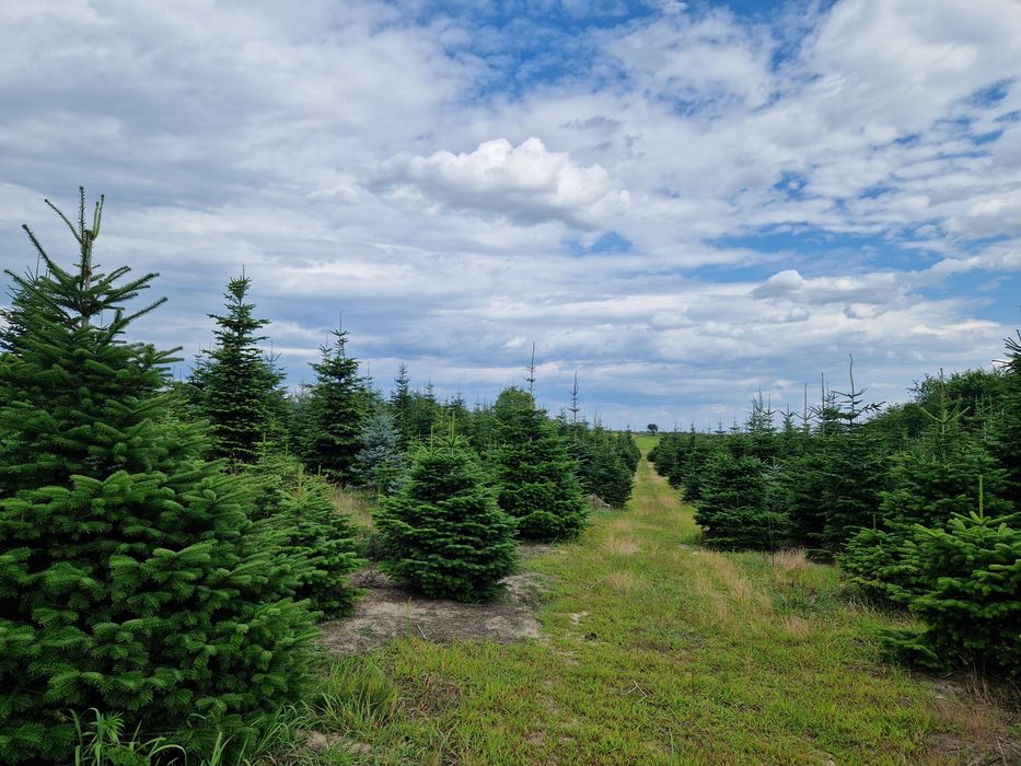 Choinki prosto z plantacji! Zapraszamy :)