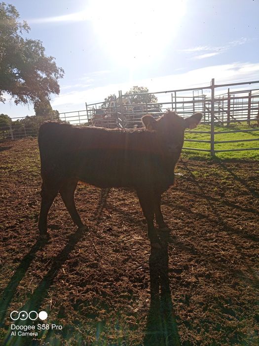 Vitelos cruzados limousine com angus
