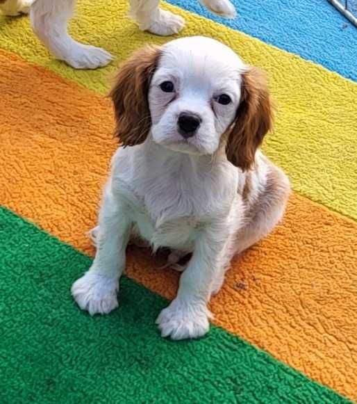 Cavalier King Charles Spaniel