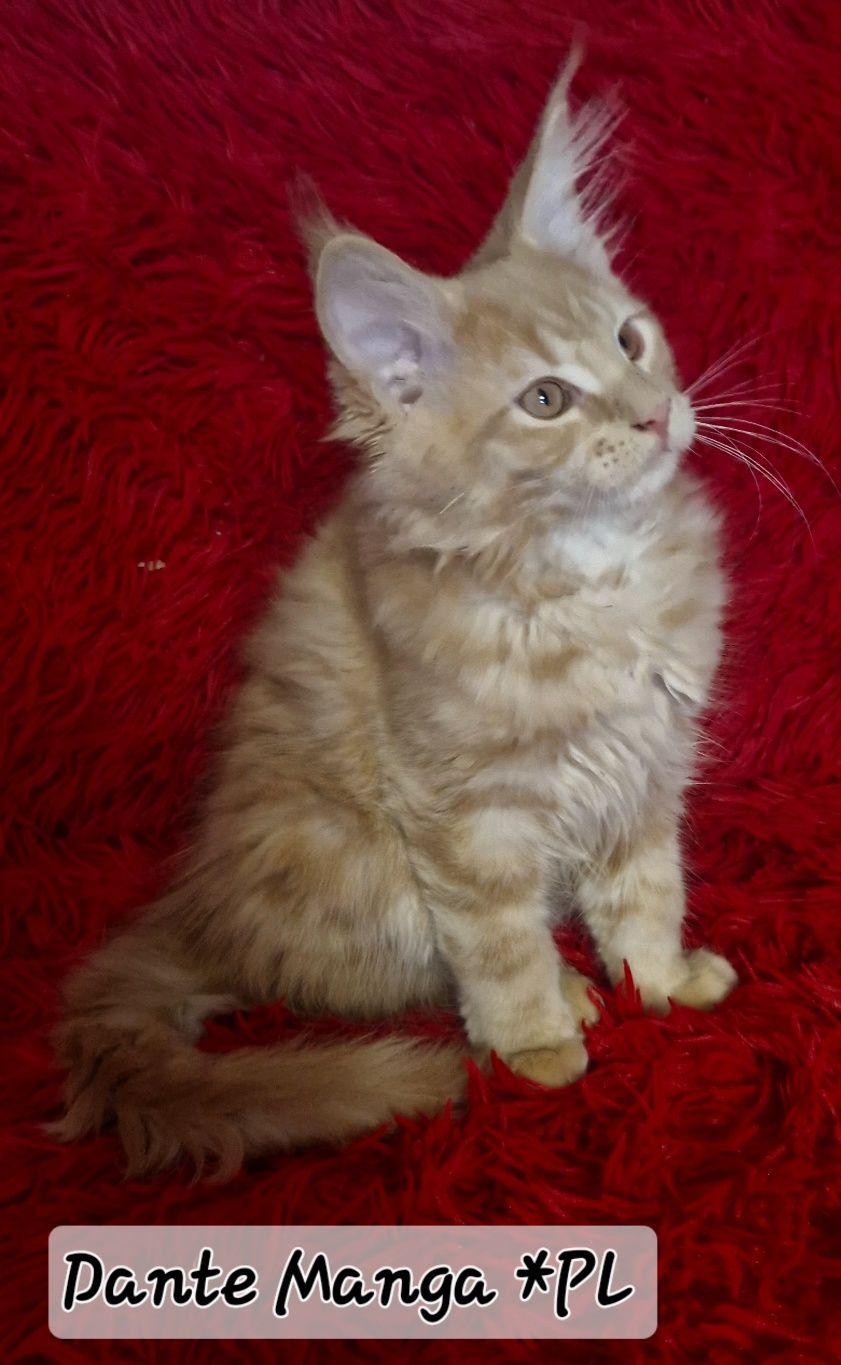 Rudy kocurek Maine Coon
