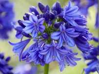 Agapanthus agapant