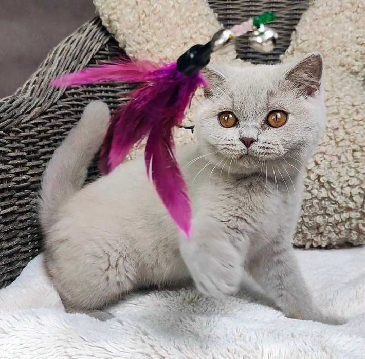 Kocurek Brytyjski liliowy Prawdziwy rodowód FPL, FIFe gotowy na odbiór